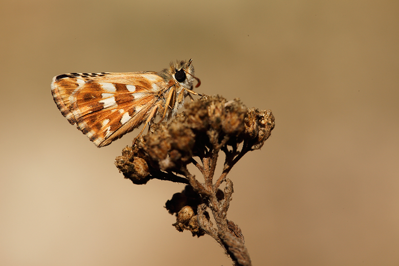 Pyrgus cirsii