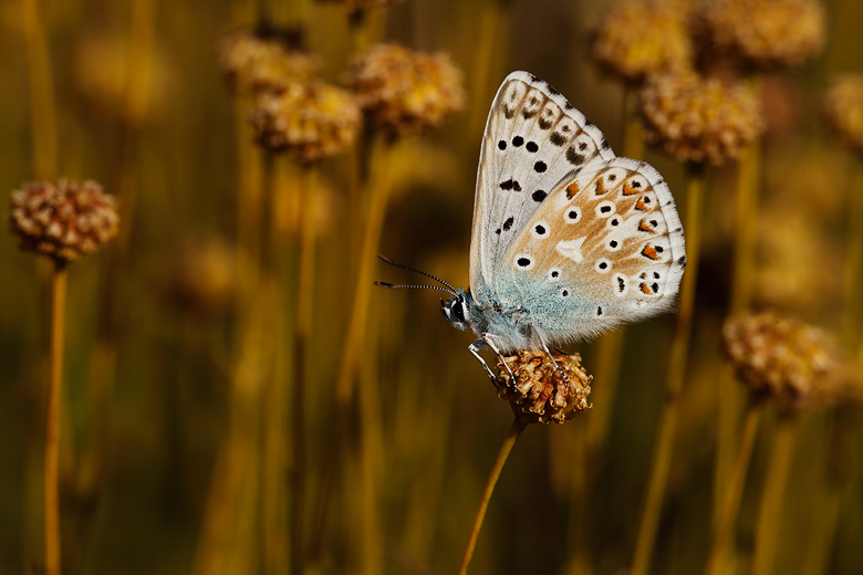 Polyommatus caelestissima