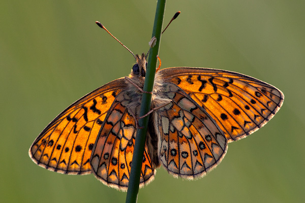 Boloria eunomia