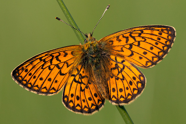 Boloria eunomia