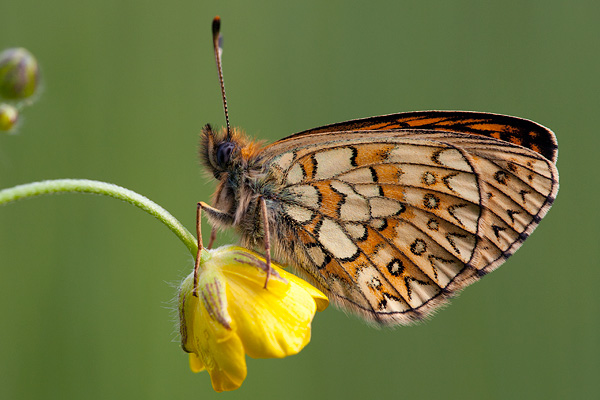 Boloria eunomia