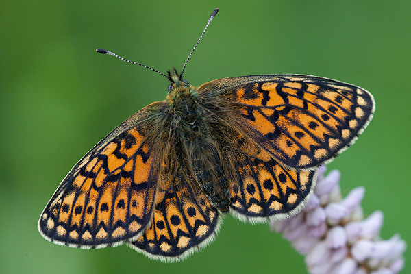 Boloria eunomia