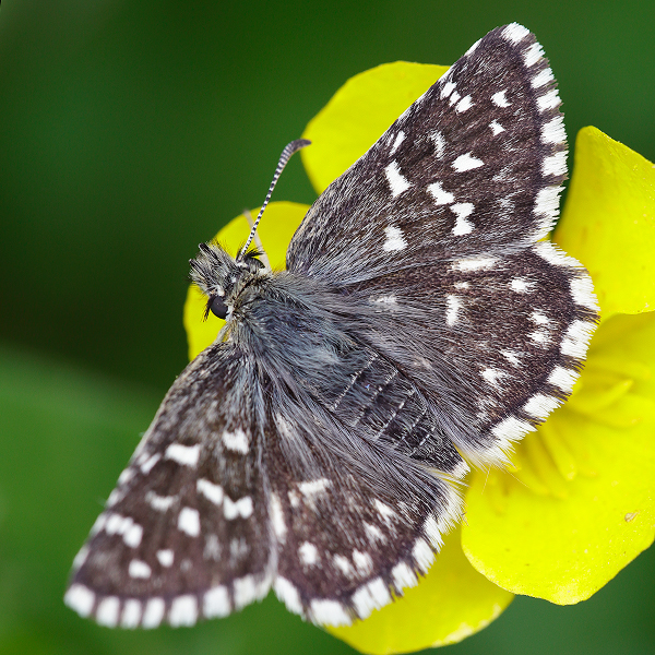 Pyrgus malvoides