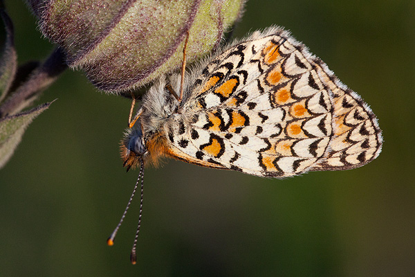 Melitaea ogygia