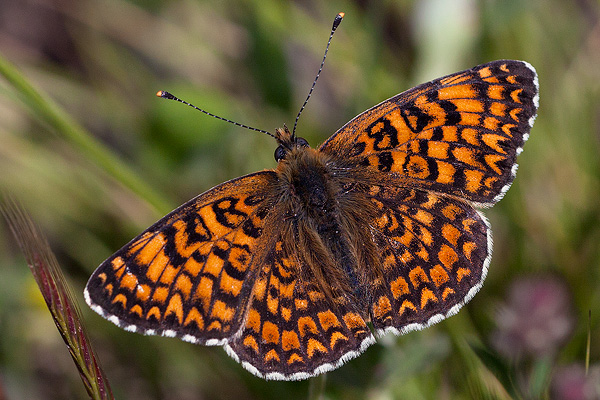 Melitaea ogygia