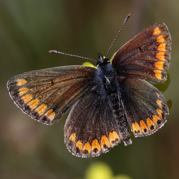 Aricia agestis