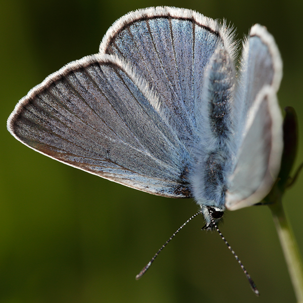 Polyommatus amandus