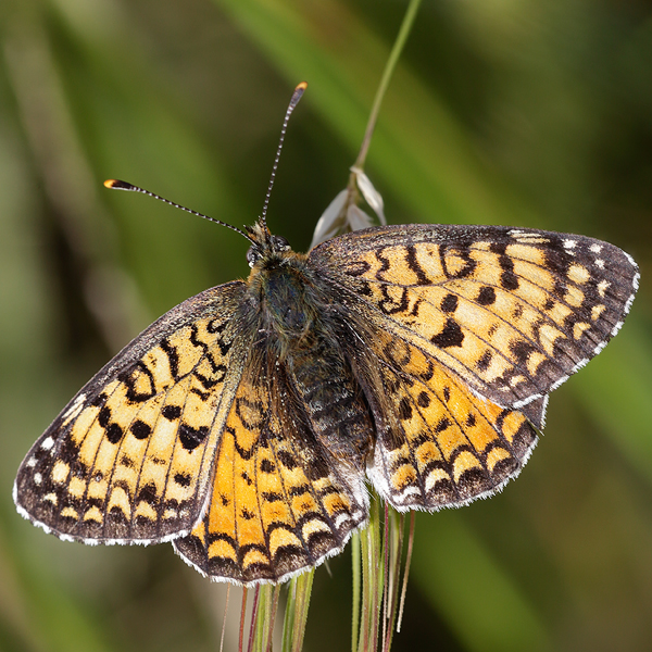 Melitaea aetherie f. perlinii