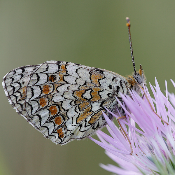 Melitaea aetherie f. perlinii