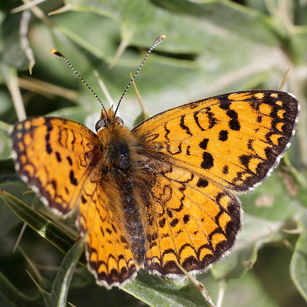 Melitaea aetherie f. perlinii