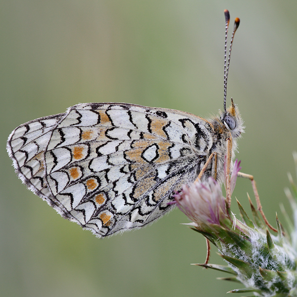 Melitaea aetherie f. perlinii