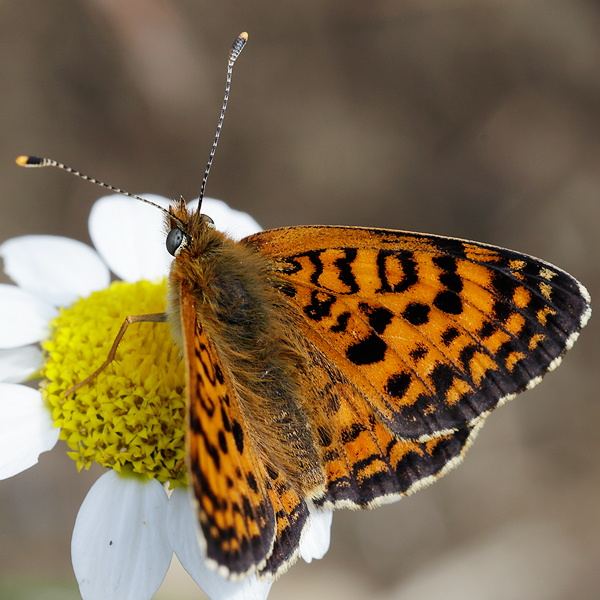 Melitaea aetherie f. perlinii