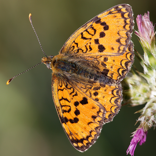 Melitaea aetherie f. perlinii