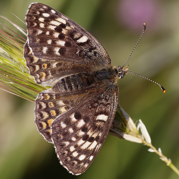 Melitaea aetherie f. perlinii