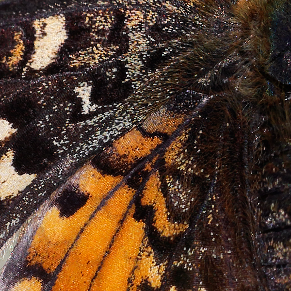 Melitaea aetherie f. perlinii