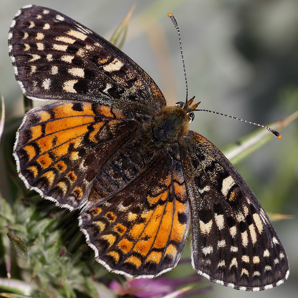 Melitaea aetherie f. perlinii