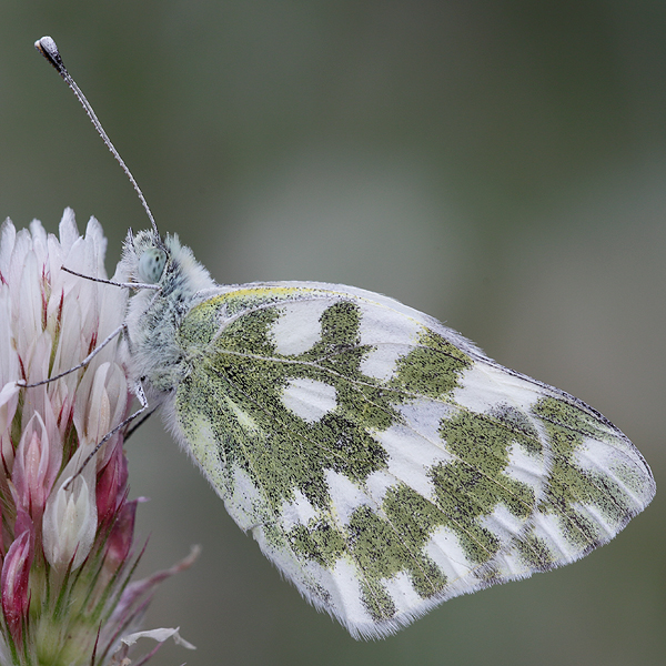 Pontia daplidice