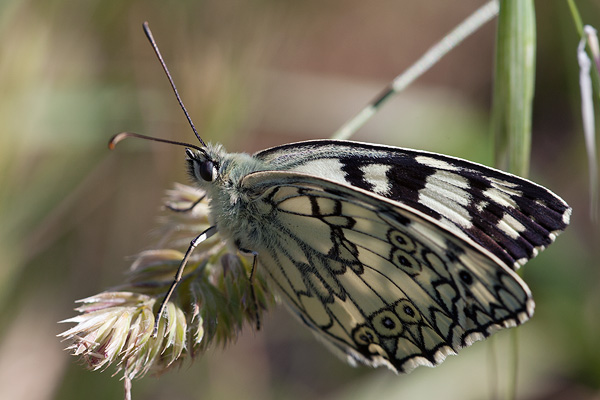 Melanargia russiae