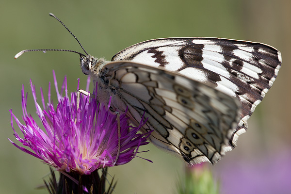 Melanargia russiae