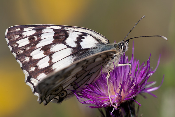 Melanargia russiae