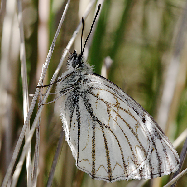 Melanargia pherusa