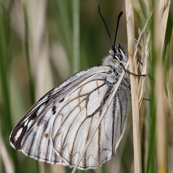 Melanargia pherusa