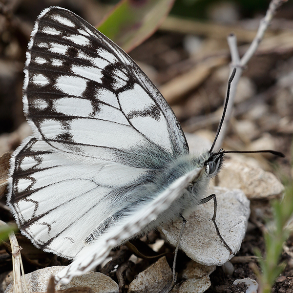 Melanargia pherusa