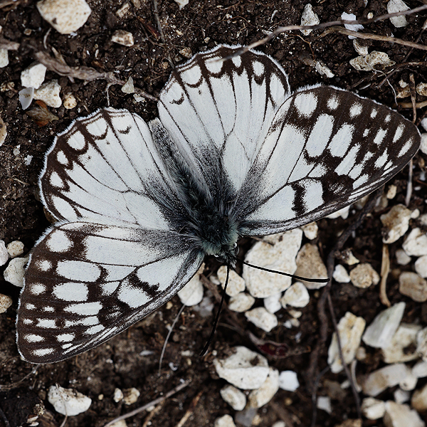 Melanargia pherusa