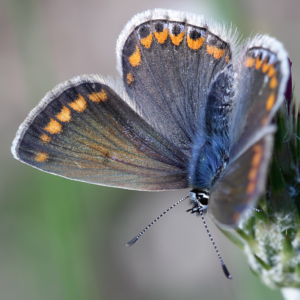 Polyommatus icarus