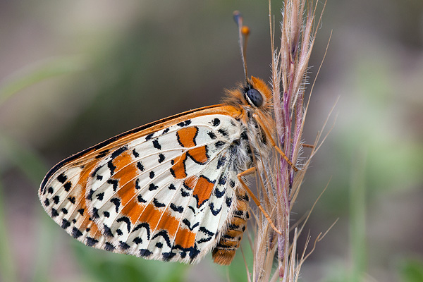 Melitaea didyma