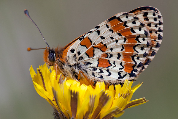 Melitaea didyma