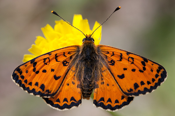 Melitaea didyma