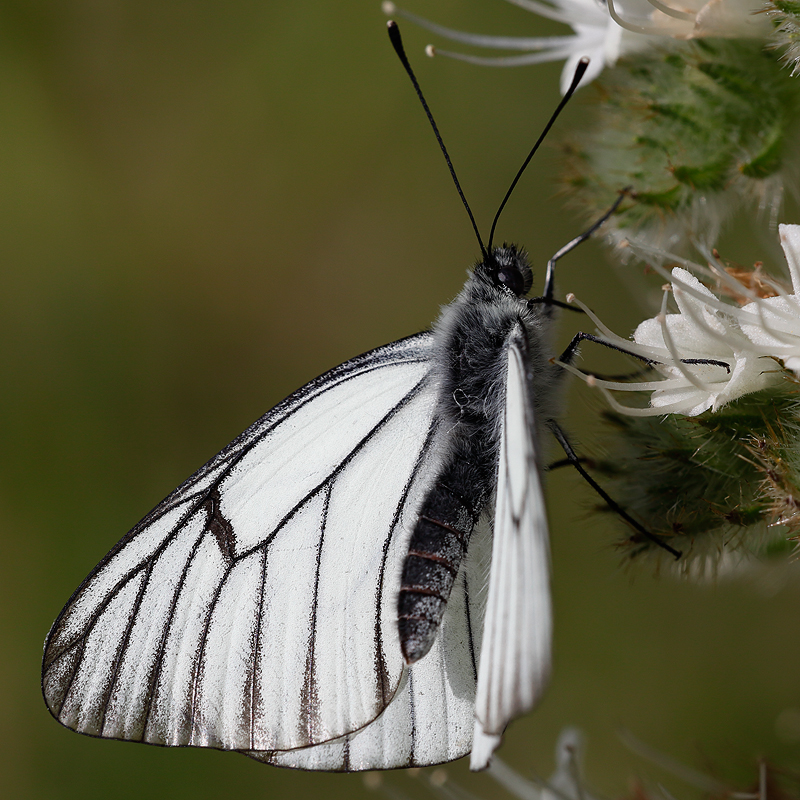 Aporia crataegi