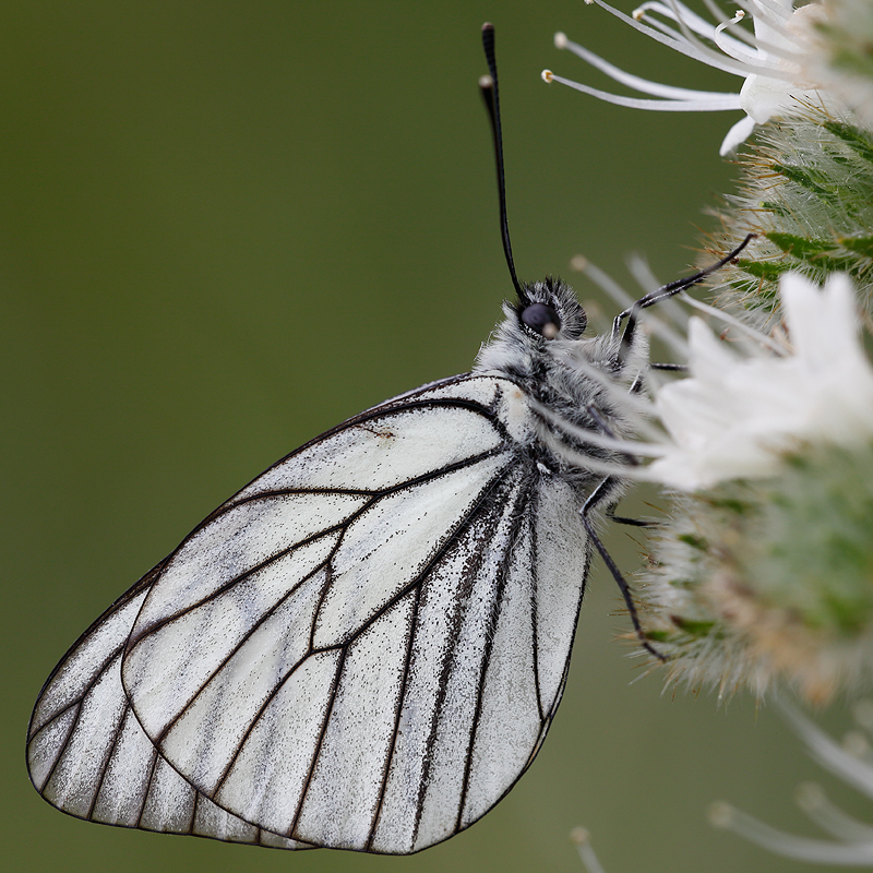 Aporia crataegi