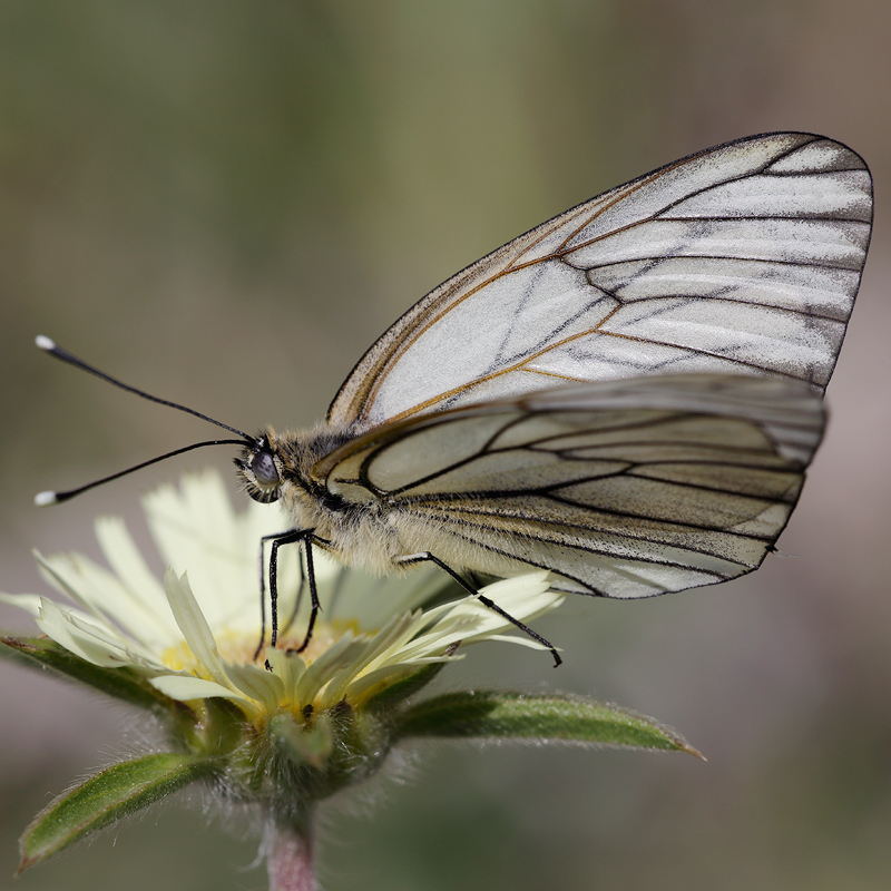 Aporia crataegi