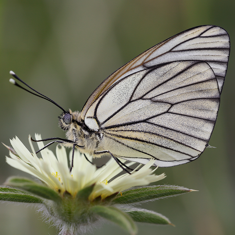 Aporia crataegi