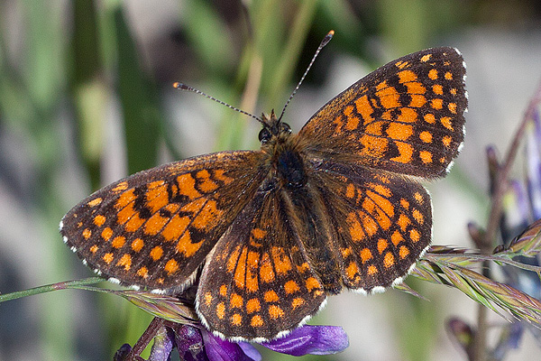 Melitaea ogygia