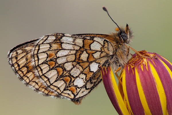 Melitaea ogygia