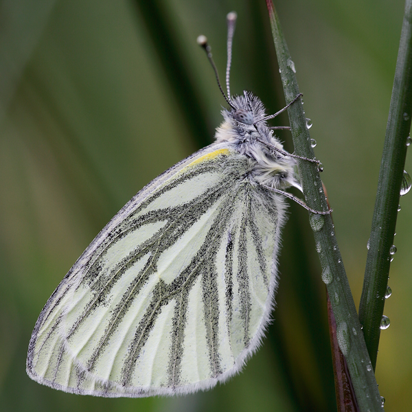 Pieris napi