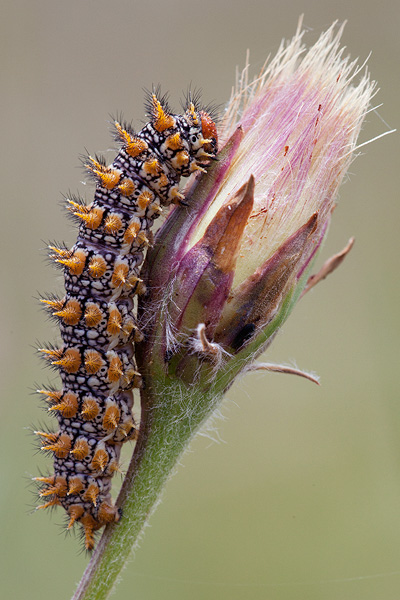 Melitaea didyma