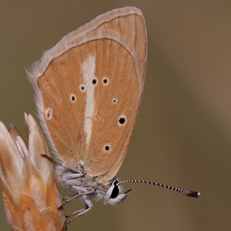 Polyommatus fulgens