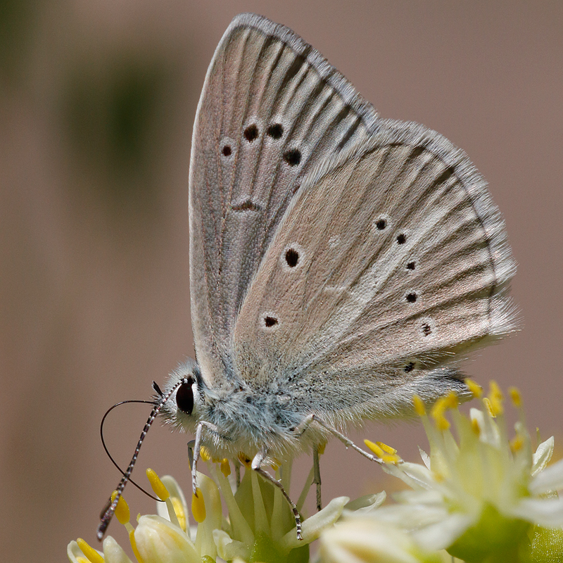 Polyommatus fulgens