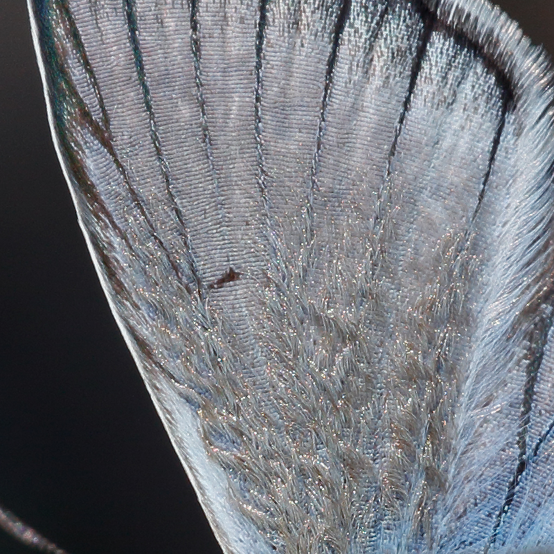 Polyommatus fulgens