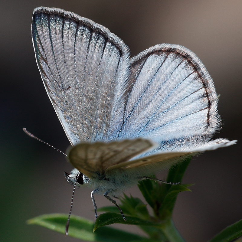 Polyommatus fulgens (ainsae)