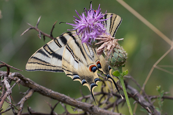 Iphiclides feisthamelii