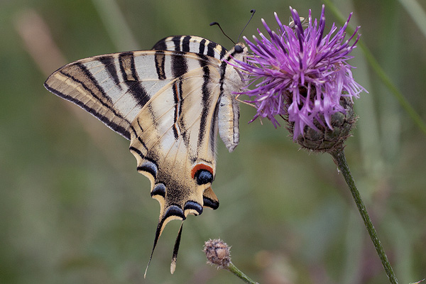 Iphiclides feisthamelii