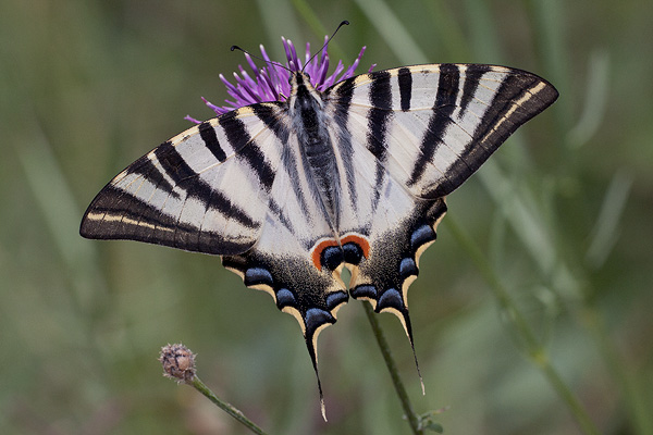 Iphiclides feisthamelii