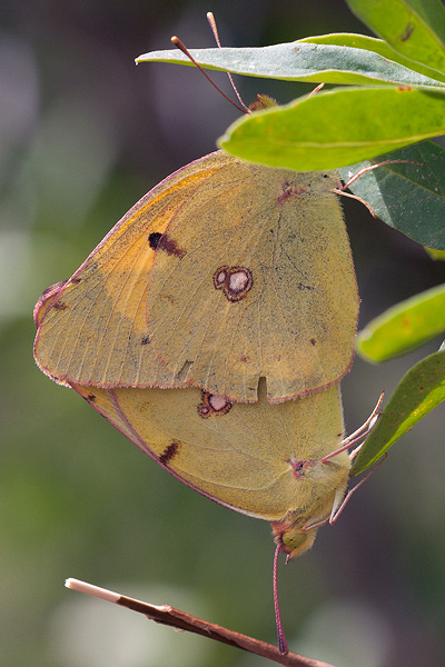 Colias croceus