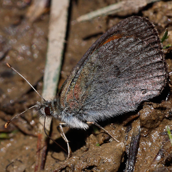 Erebia arvernensis