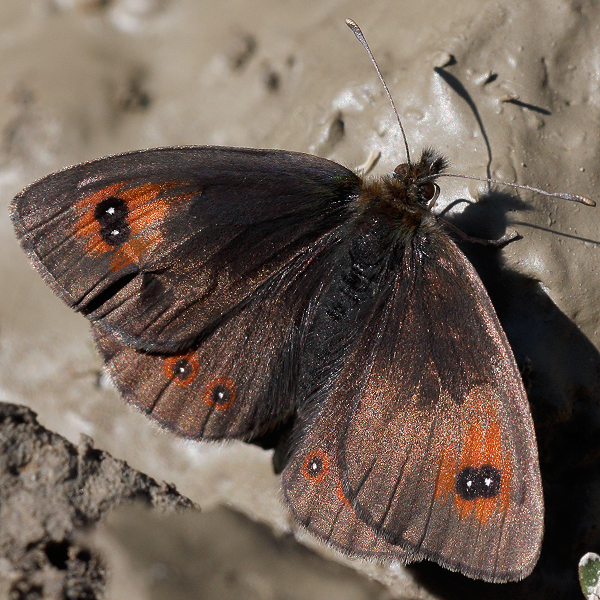 Erebia arvernensis